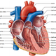 Image for article titled Here's How You Could Replace Your Car's Fuel Pump With A Human Heart